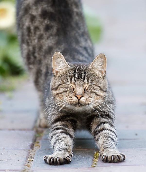 Tabby cat stretching