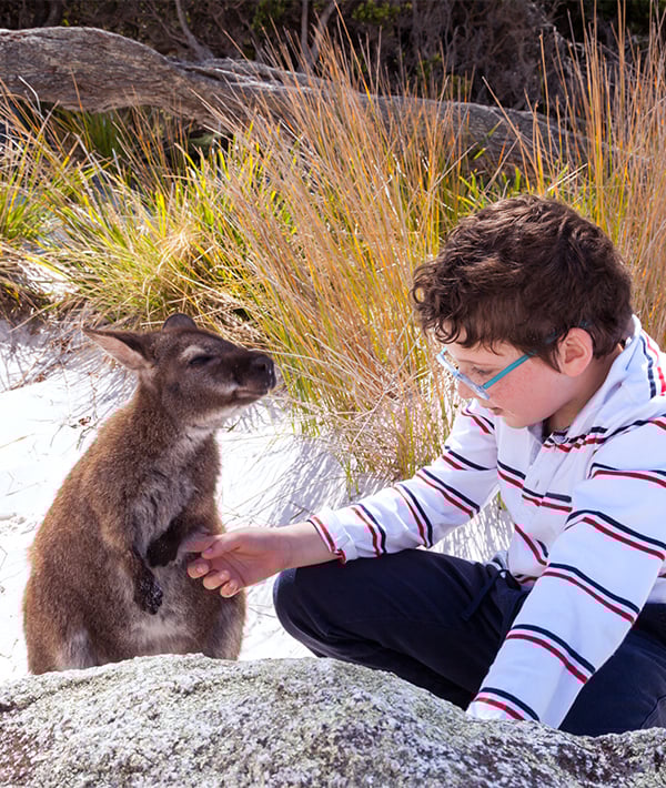Child petting little wallaby at the beach
