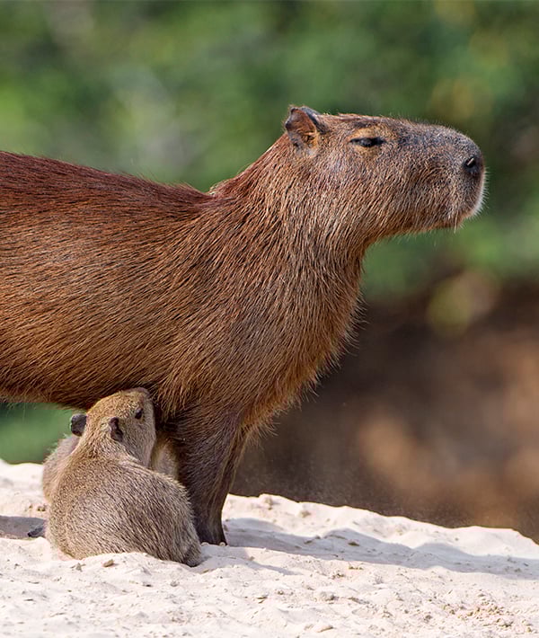 Capybaras suckling