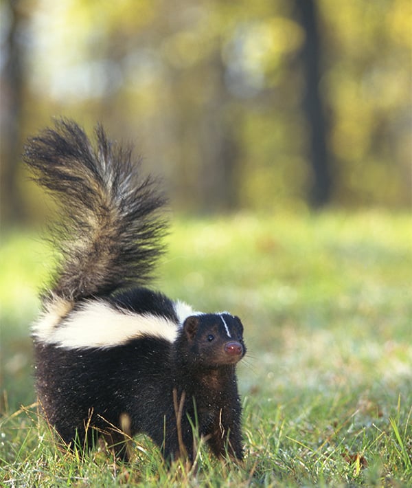 229879-skunk-gettyimages-78435736.jpg