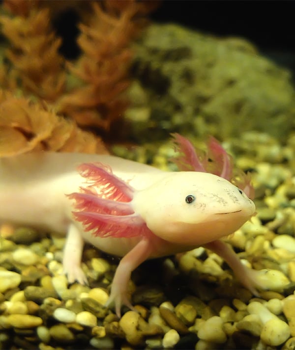 Mexican Salamander