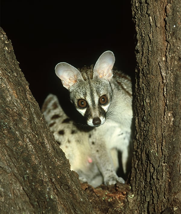 small spotted/common genet: genetta genetta female on tree. samburu. kenya