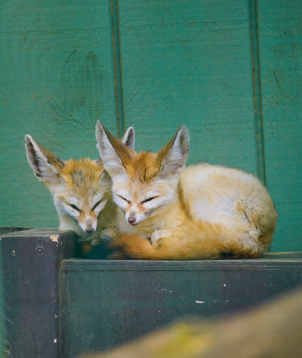 Two fennec foxes (Vulpes zerda) sleeping