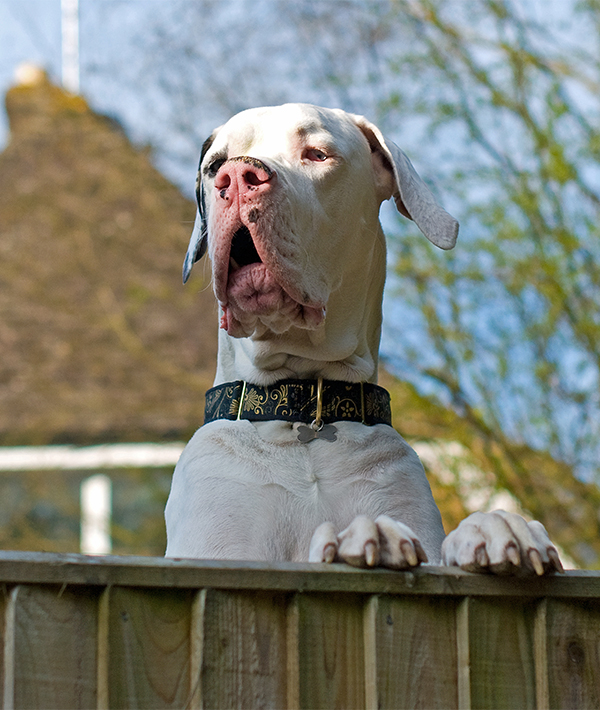Great dane dog standing upright with paws on fence