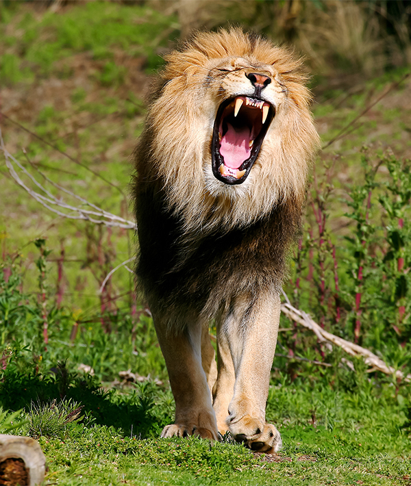 Lion roaring