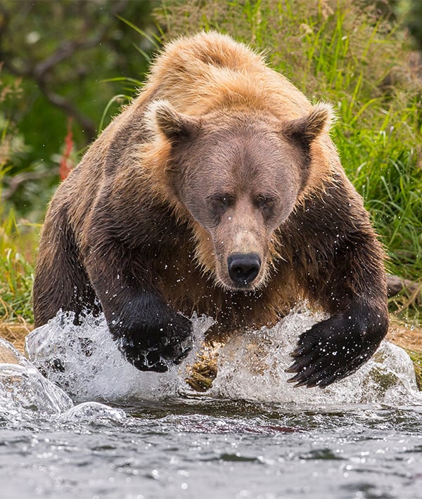 Alaska Peninsula brown bear (Ursus arctos horribilis) hunting for salmon, Katmai National Park, Alaska, USA