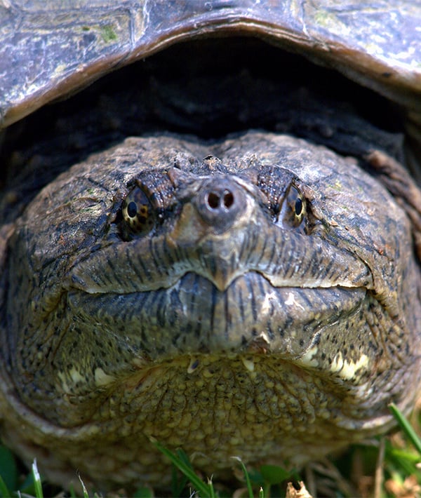 Common Snapping Turtle
