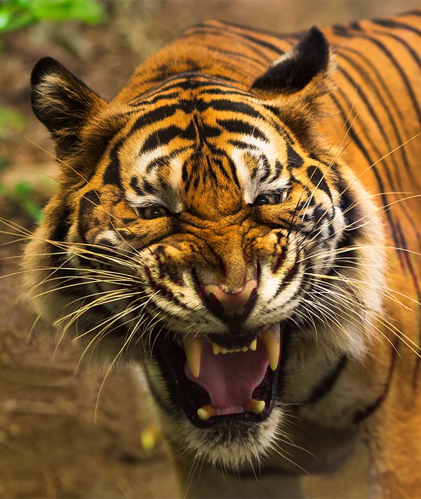 Close up of a tiger's face with bare teeth of Bengal Tiger