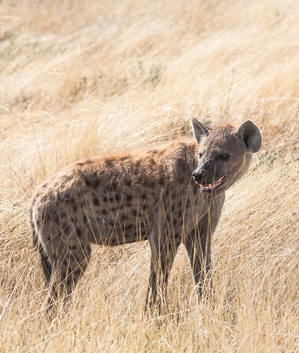 Spotted hyena, Etosha National Park, Namibia