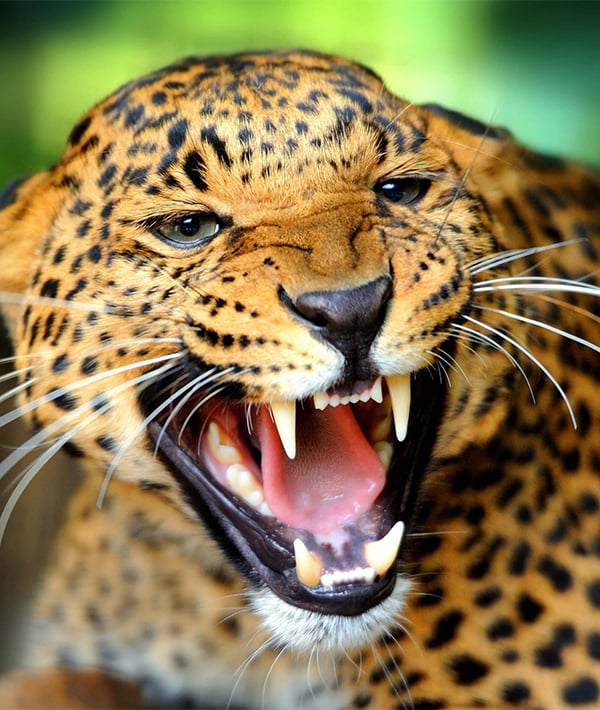 Close-Up Of An Aggressive Jaguar