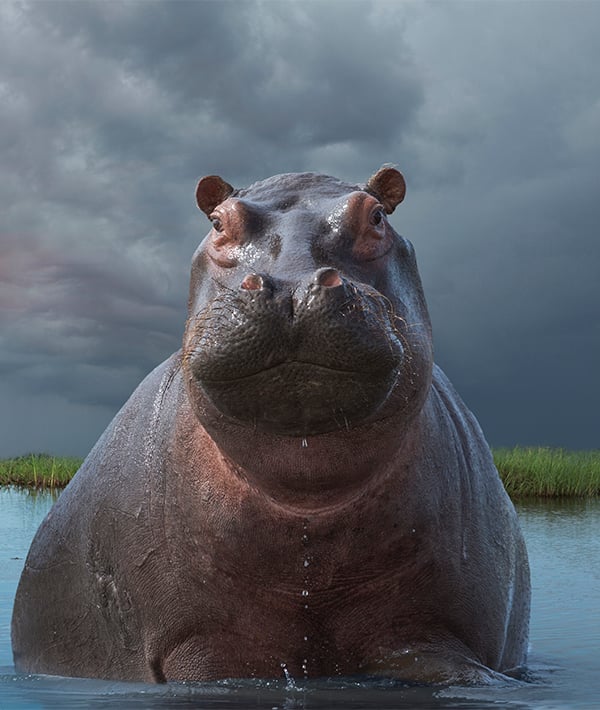 Hippo (Hippopotamus amphibius)