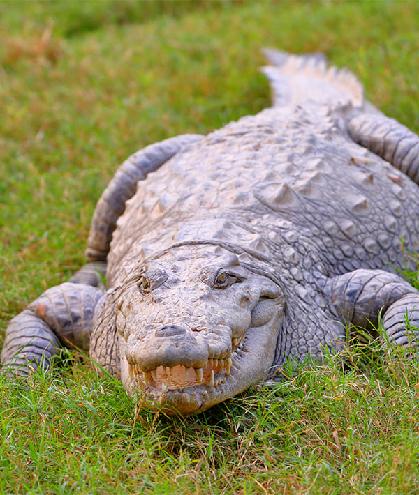 Crocodile