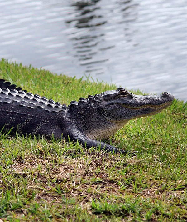 229900-alligator-gettyimages-688079339.jpg