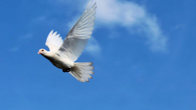 world-peace-day-annual