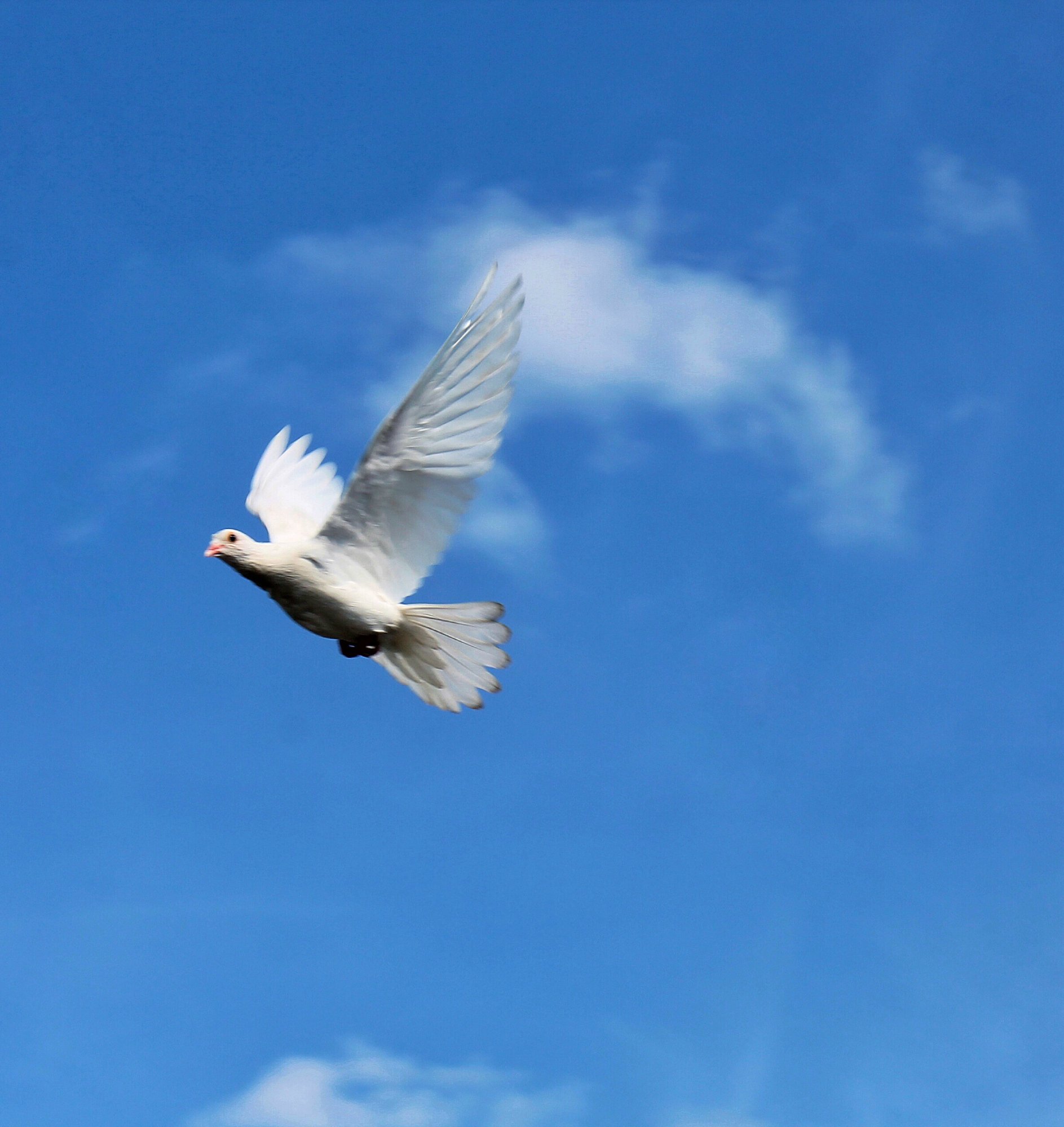 world-peace-day-annual
