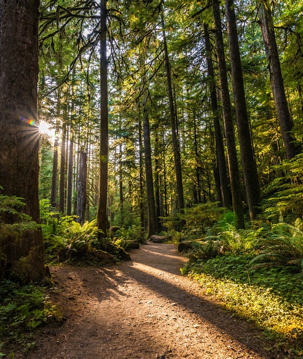 230625-over-the-river-and-through-the-woods_t20_x2ob9g.jpg