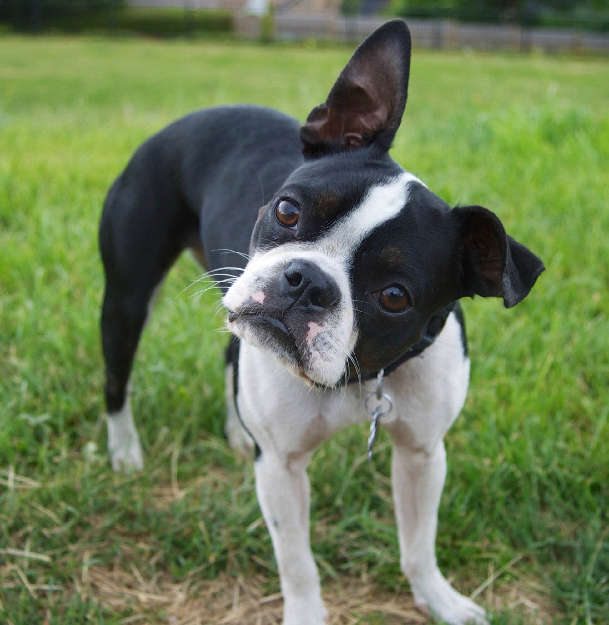 231147-neighbors-hate-barking-dog.jpg