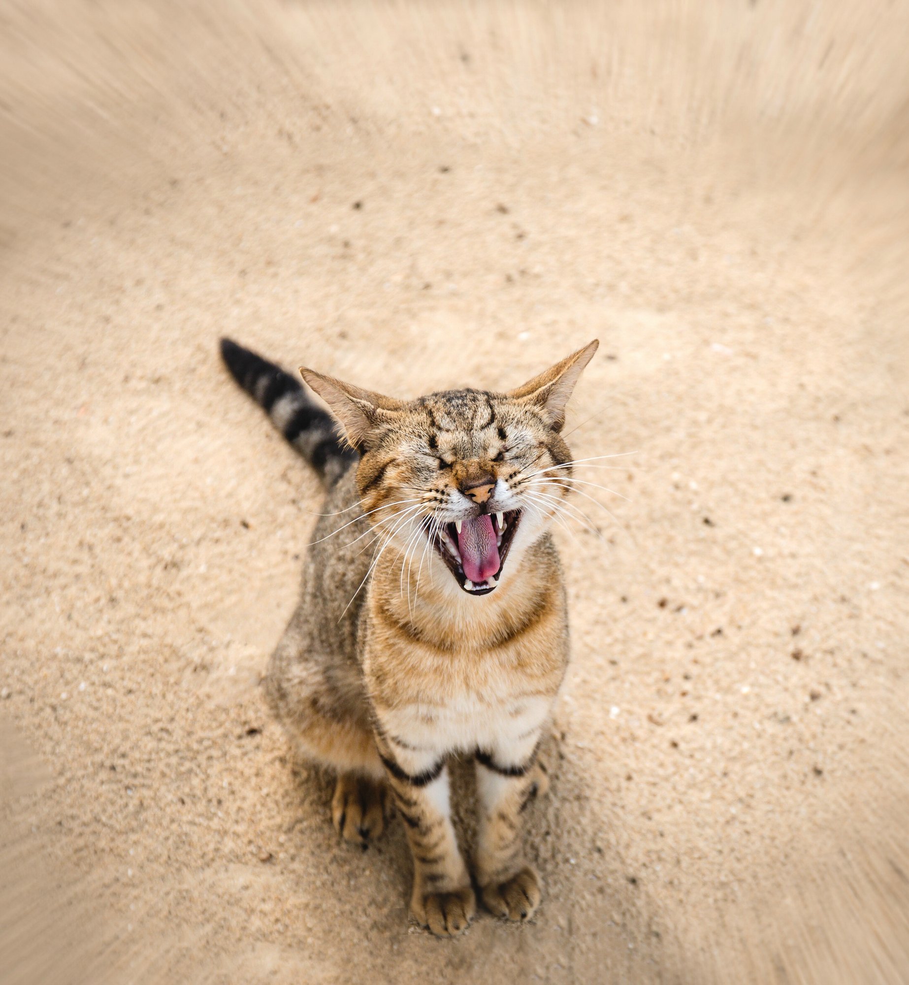 231152-neighbors-hate-feed-strays.jpg