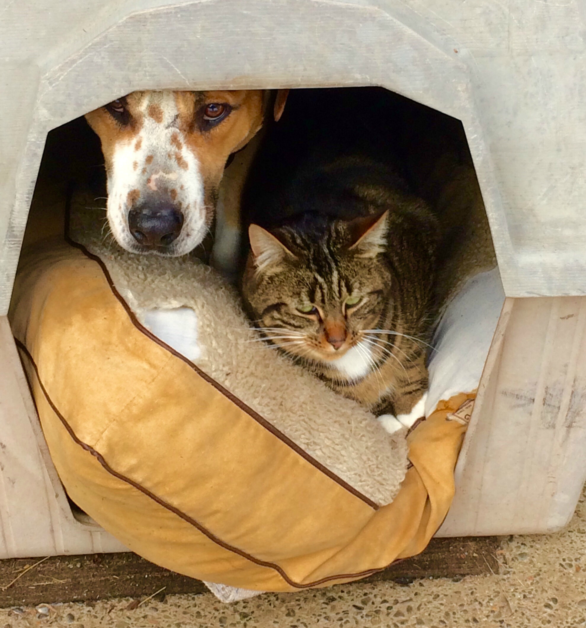 231224-reasons-know-neighbor-watch-pets.jpg