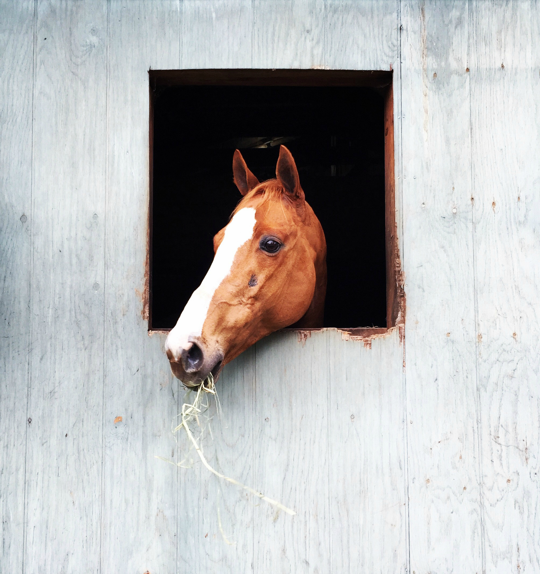 231557-worst-neighbors-news-horse-manure-yard.jpg