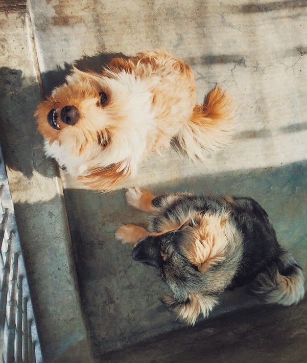 232035-animal-shelter-pups_t20_7ovdnj.jpg