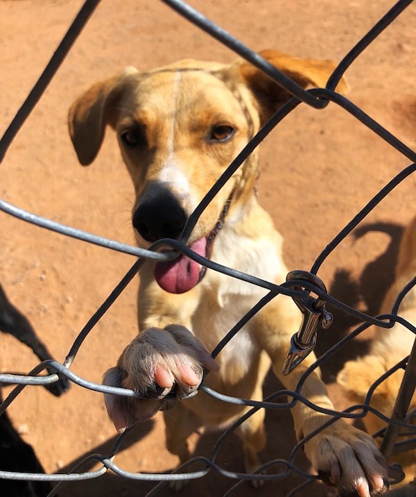 232038-this-is-izzy-an-absolute-sweetheart-when-she-first-came-t.jpg