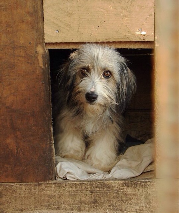 232039-shelter-dog_t20_4ewrpo.jpg