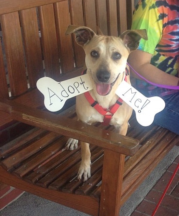 232040-nelson-fully-sponsored-adoption-paid-adoptable-in-sutton.jpg
