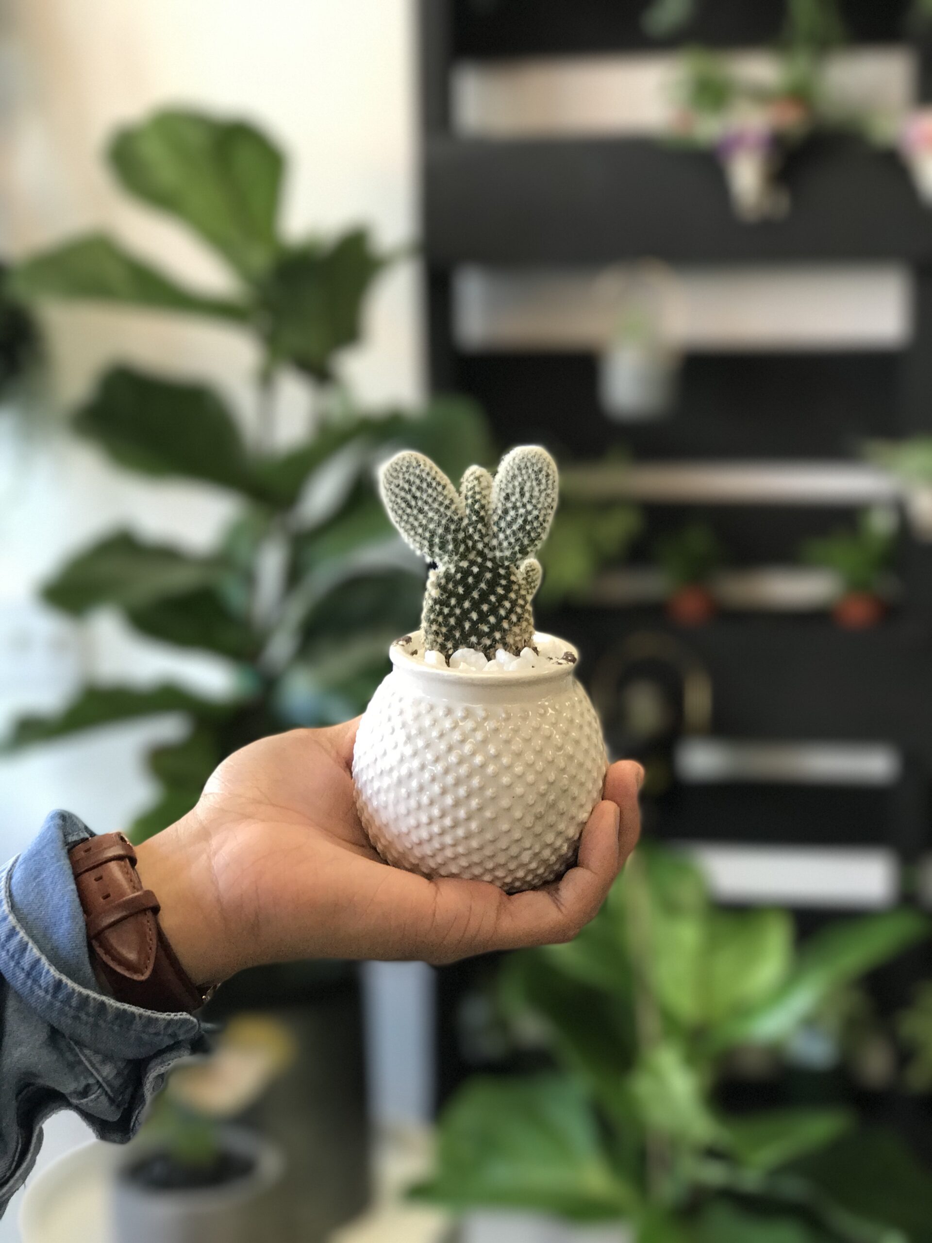 236252-succulent-plant-gift-hands.jpg