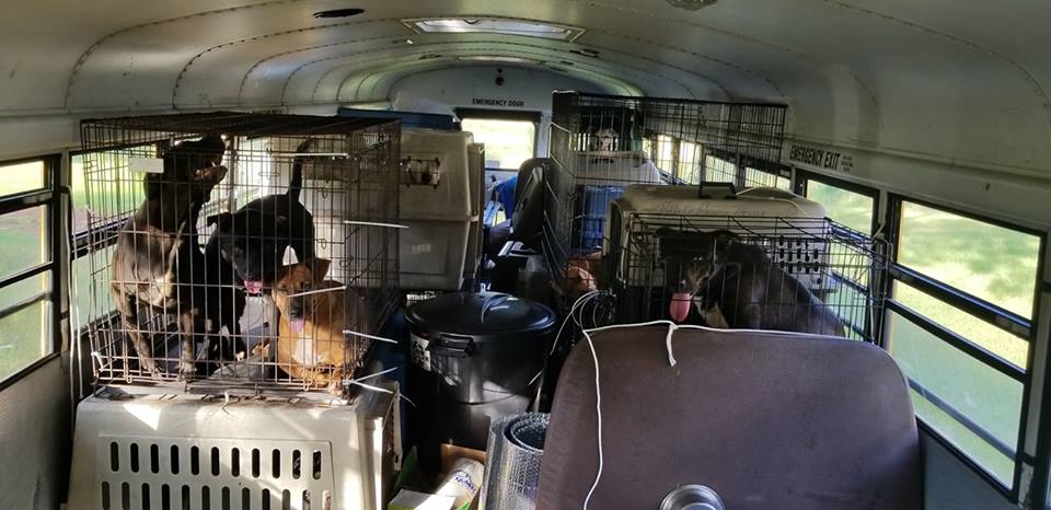 236614-bus-dogs-cats-hurricane.jpg