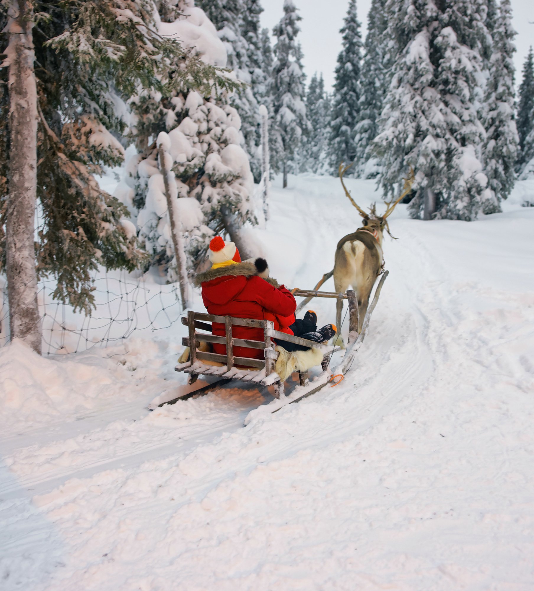 Winter Reindeer sled racing in Ruka in Lapland, in Finland