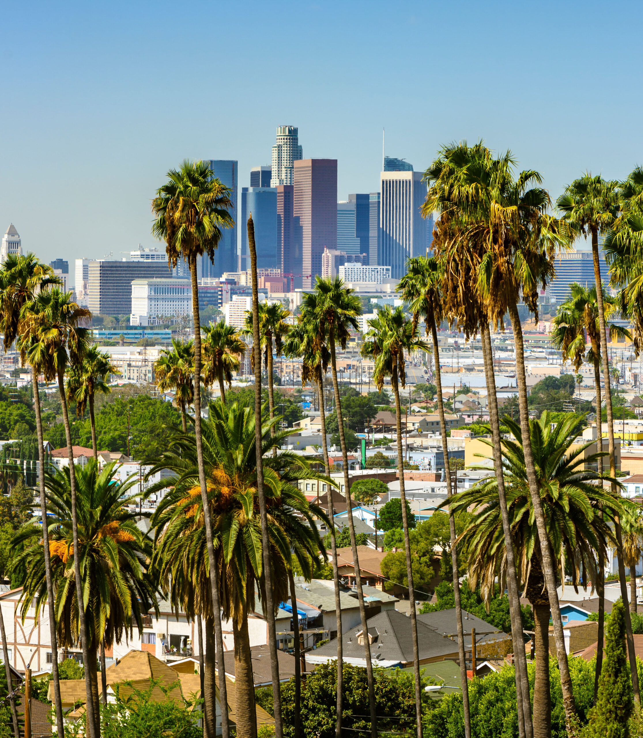 Los Angeles, California, USA downtown skyline and palm trees in foreground