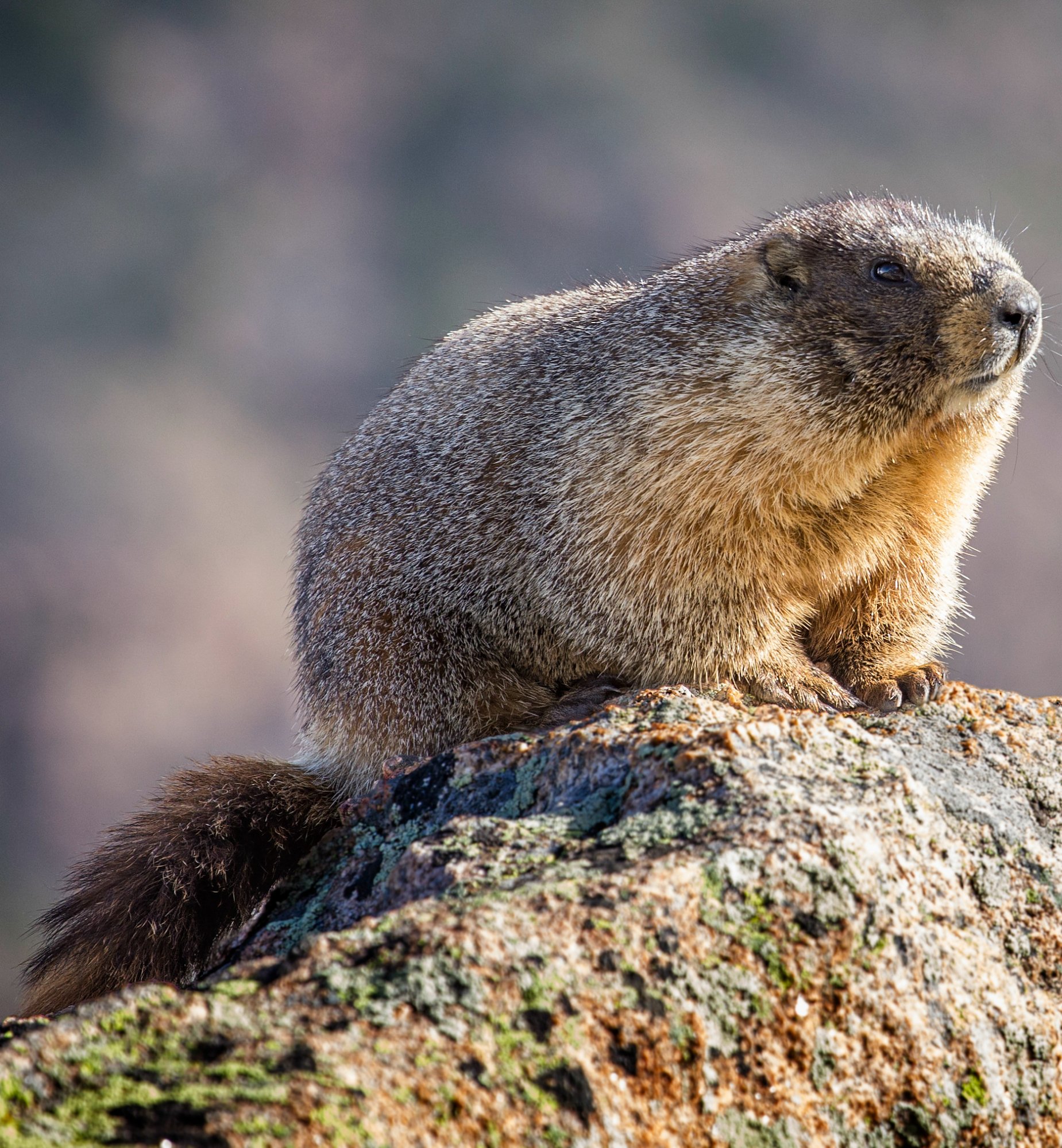groundhog-day-facts-no-shadow-spring