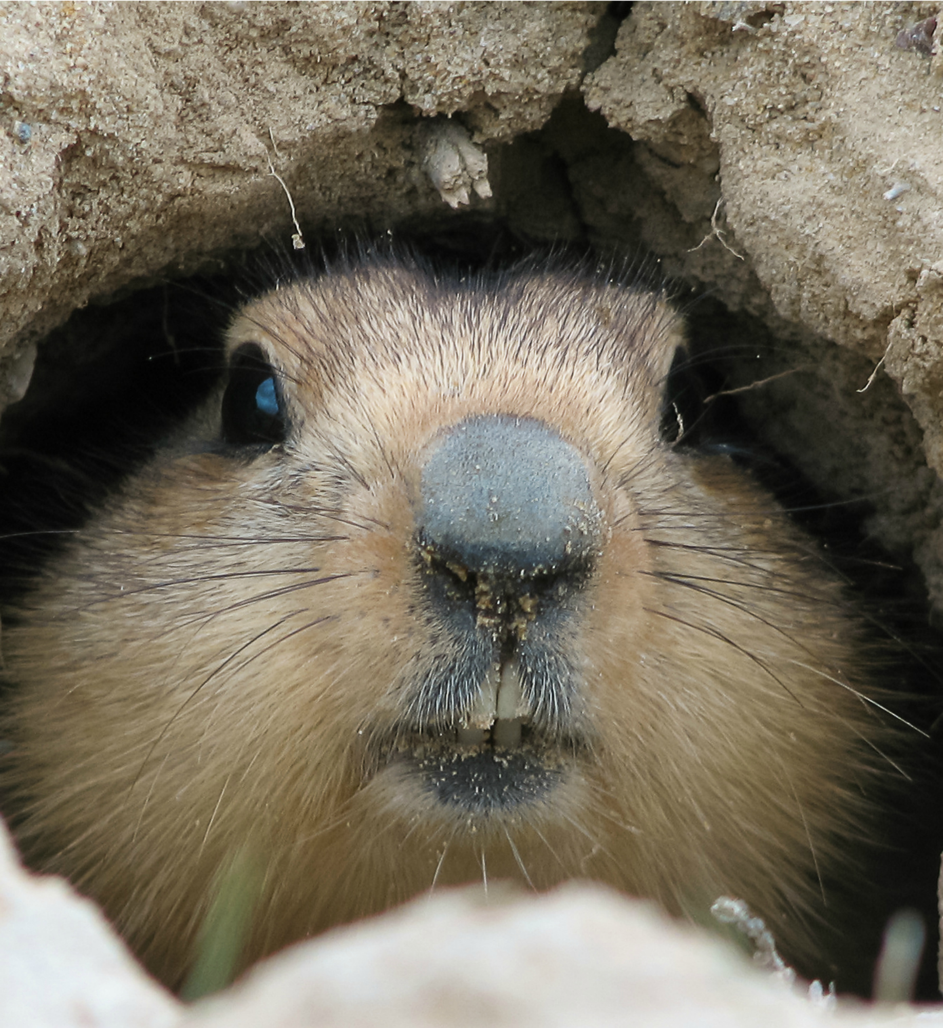 Groundhog muzzle looking out of mink