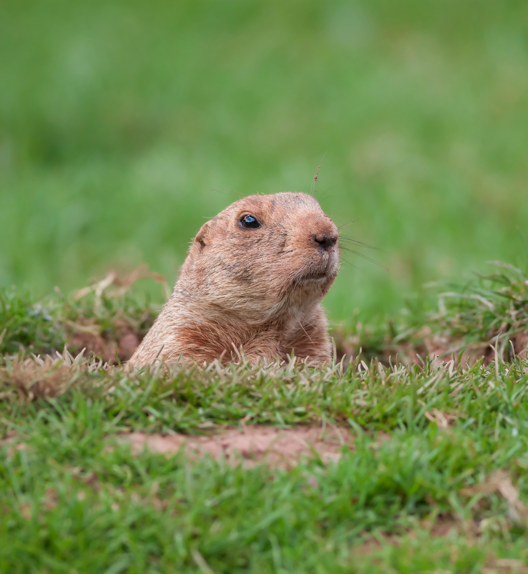 A Groundhog in a Hole Looking Curiously