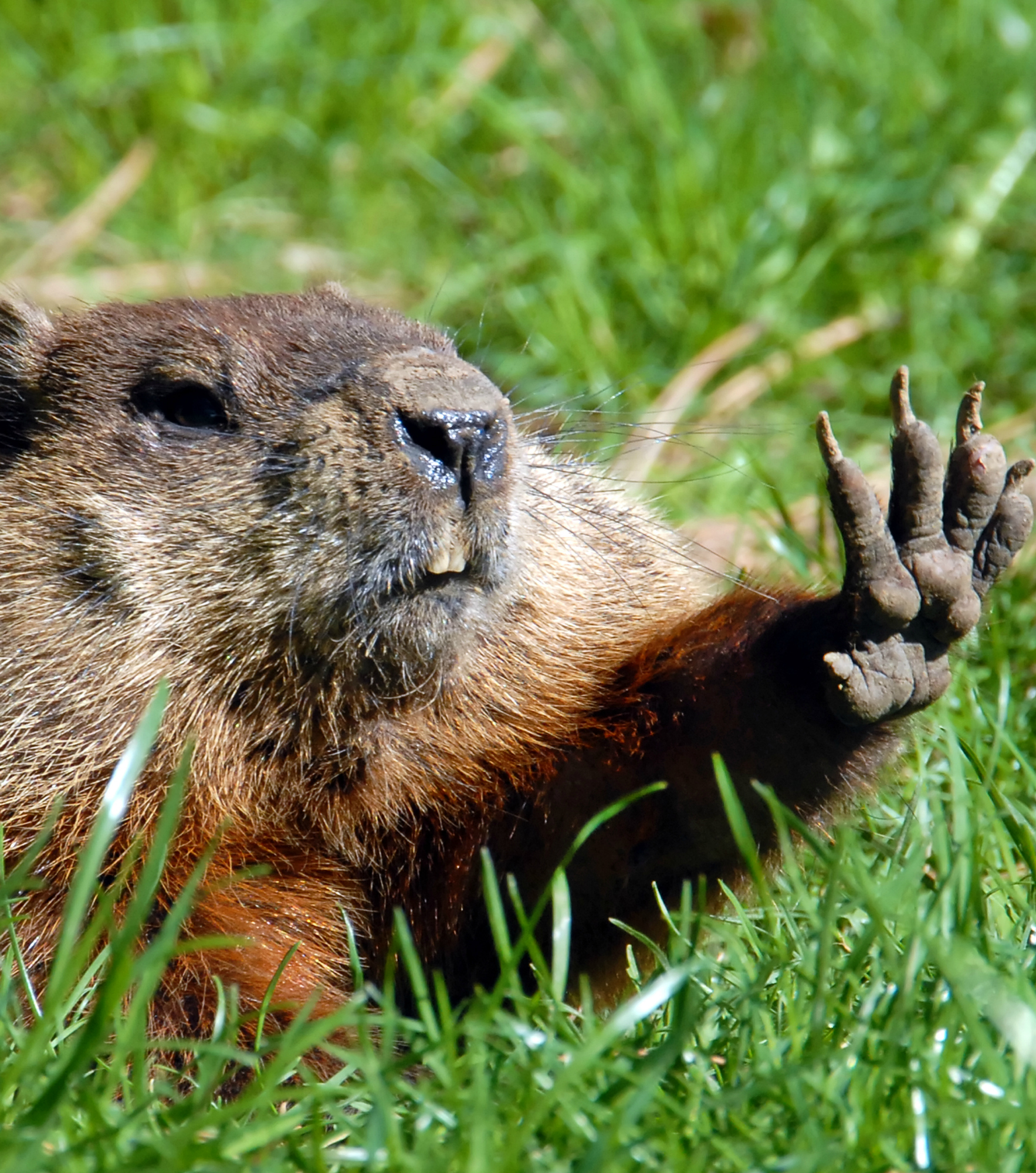 Give me five shows Groundhog
