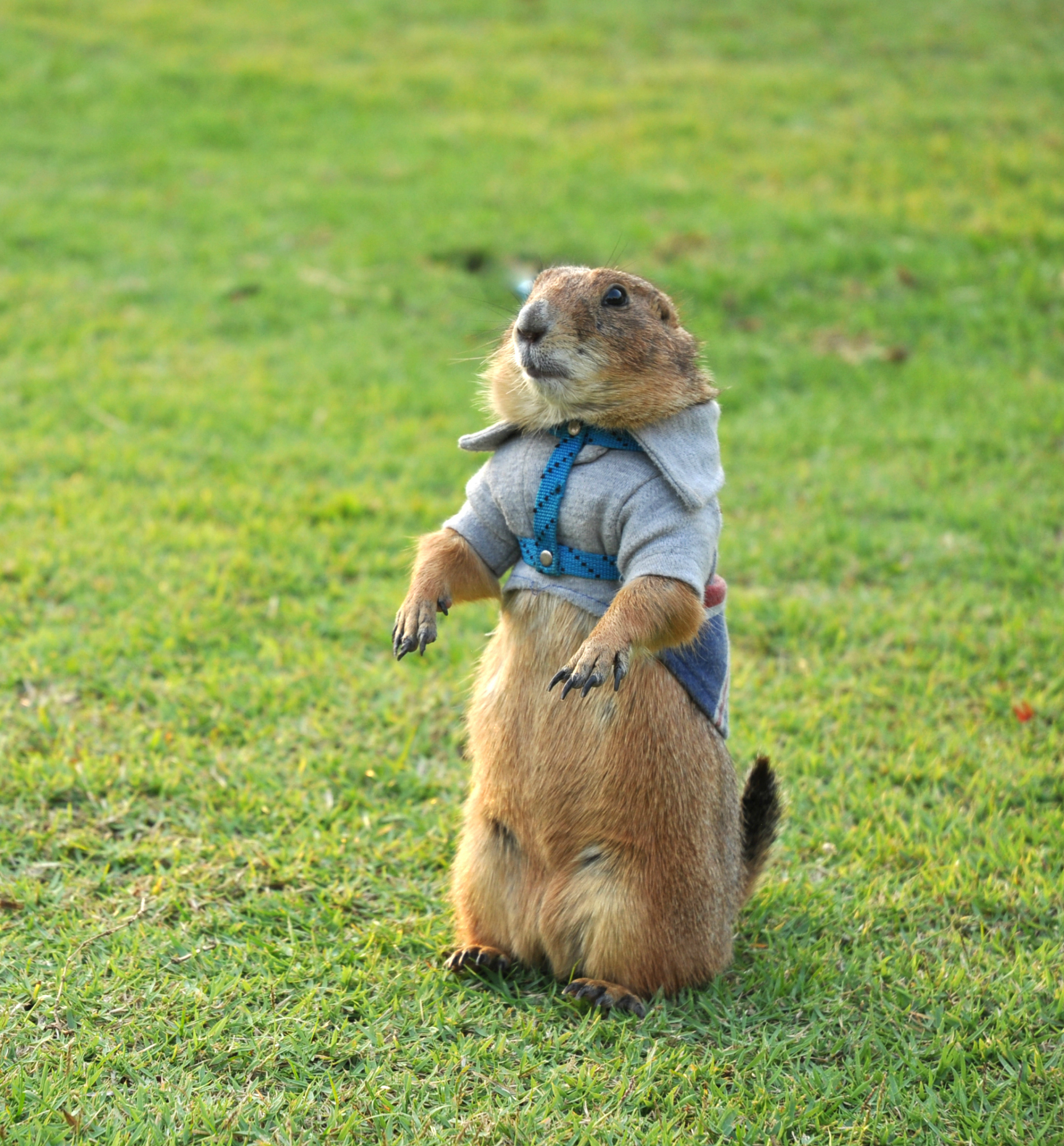 prairie dog