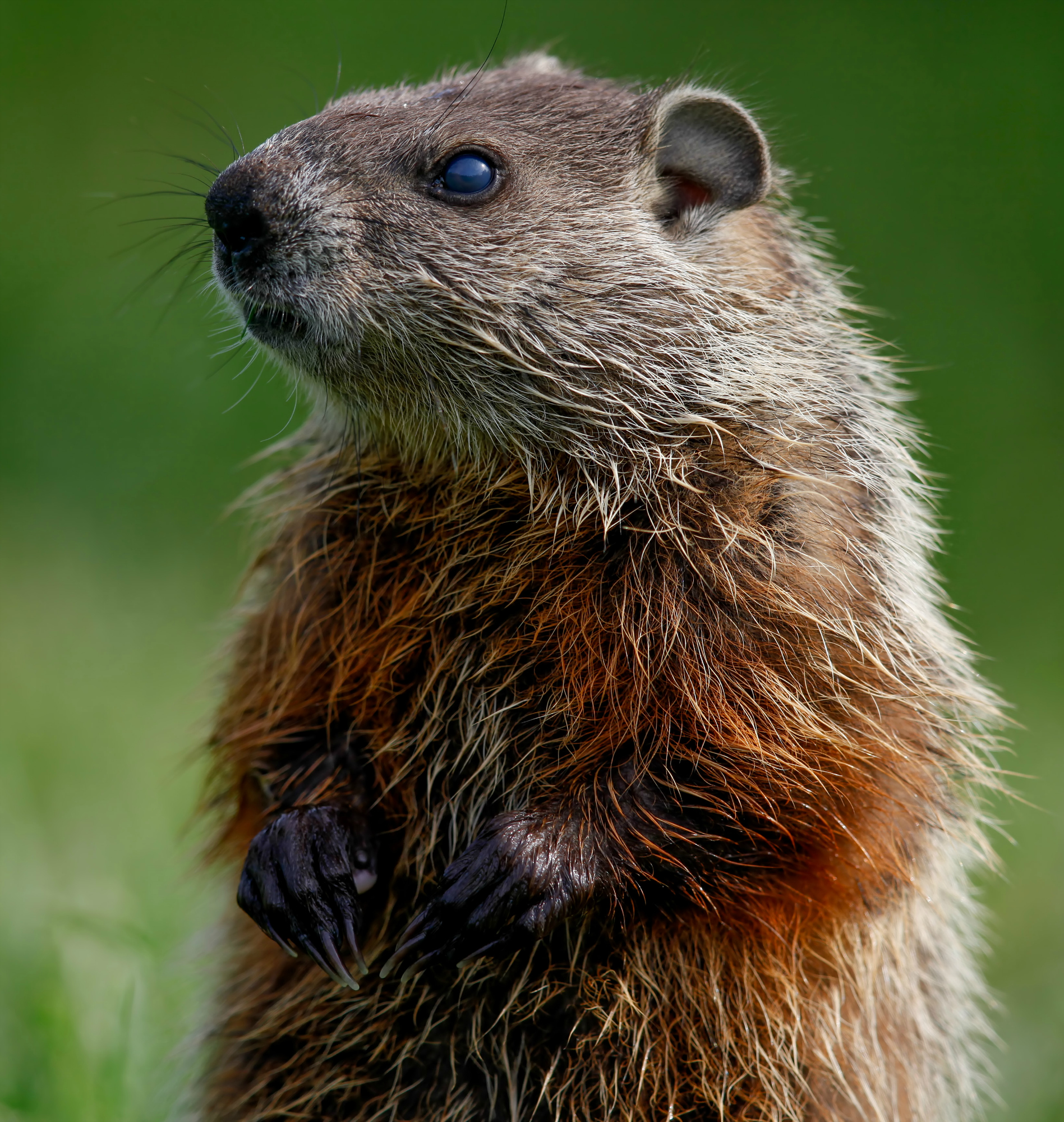 246264-groundhog-day-facts-great-life-ice-cream.jpg