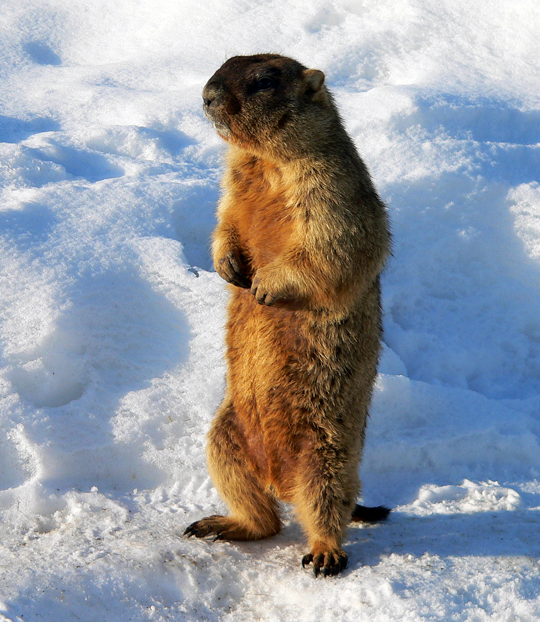 Marmot standing on snow in sunny day