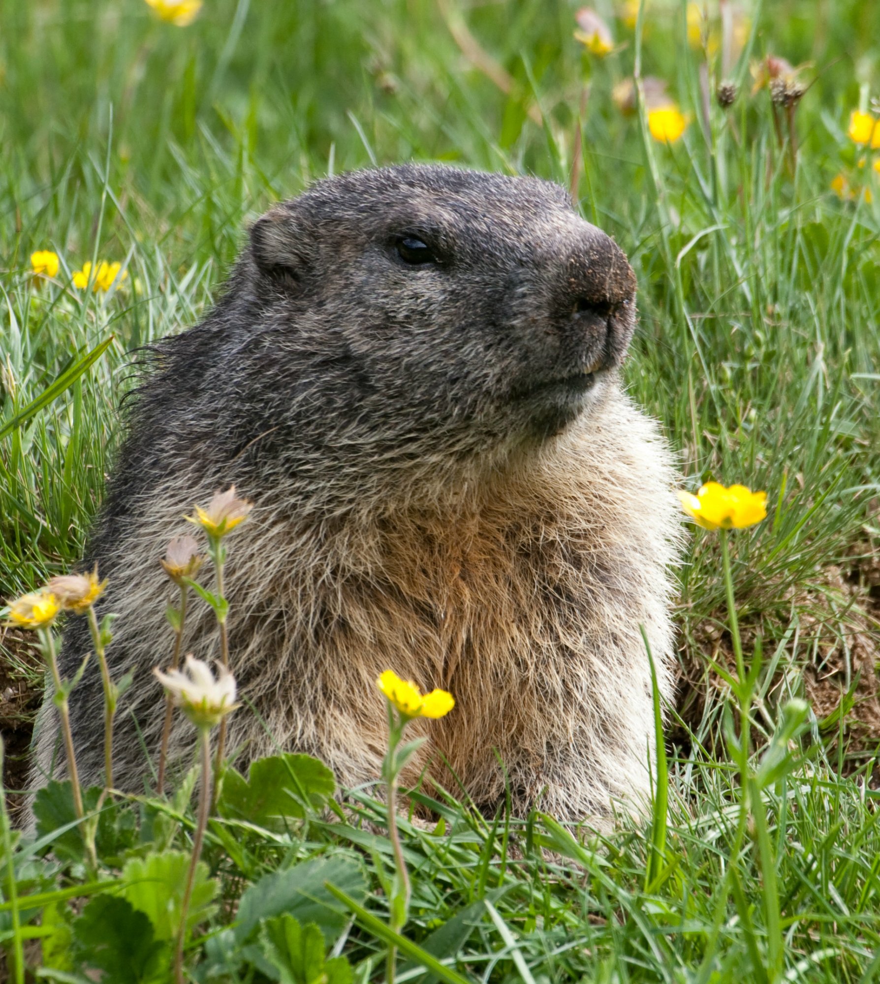 Groundhog comes out of his cave and stands on a meadow