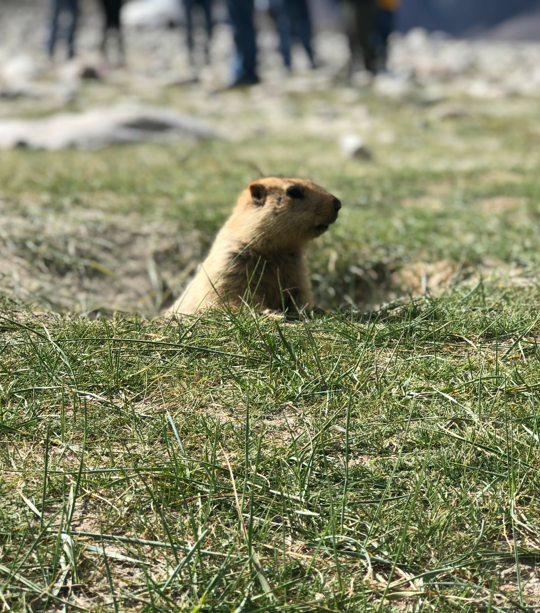 Cute Marmot came out & wondering
