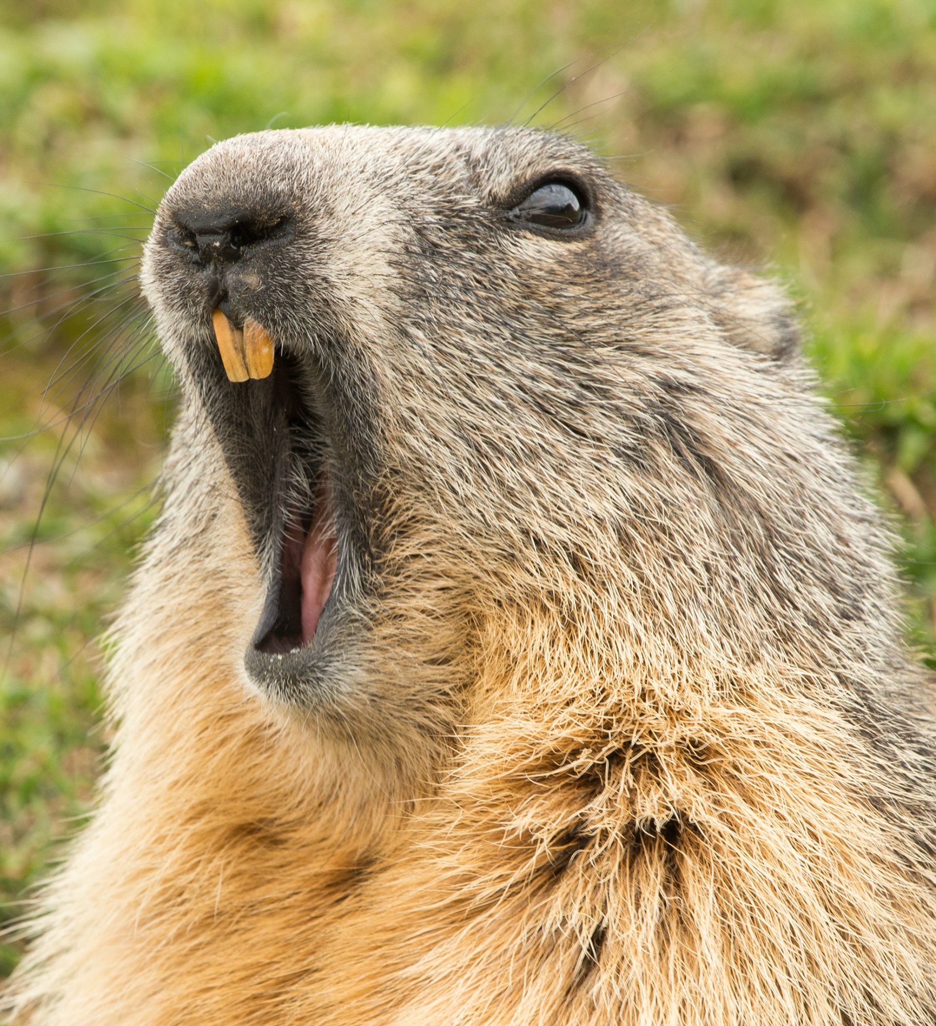 ground hog marmot day close up portrait while yawning