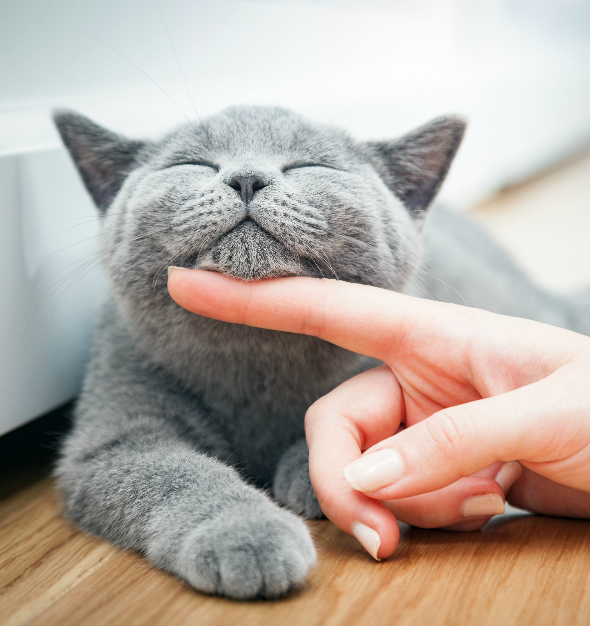 Happy kitten likes being stroked by woman's hand. The British Shorthair