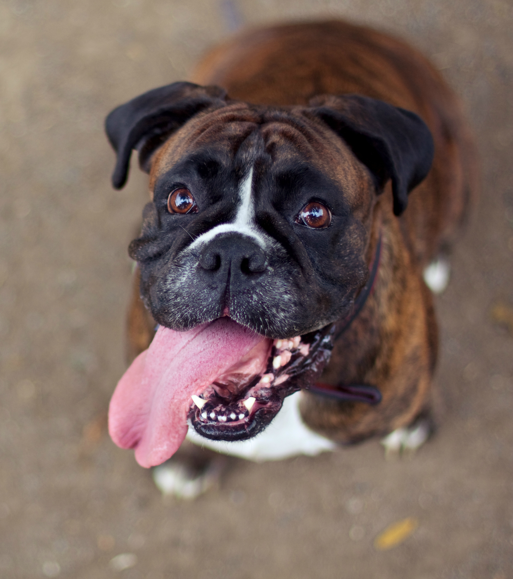 Funny smiling boxer dog looking into the camera