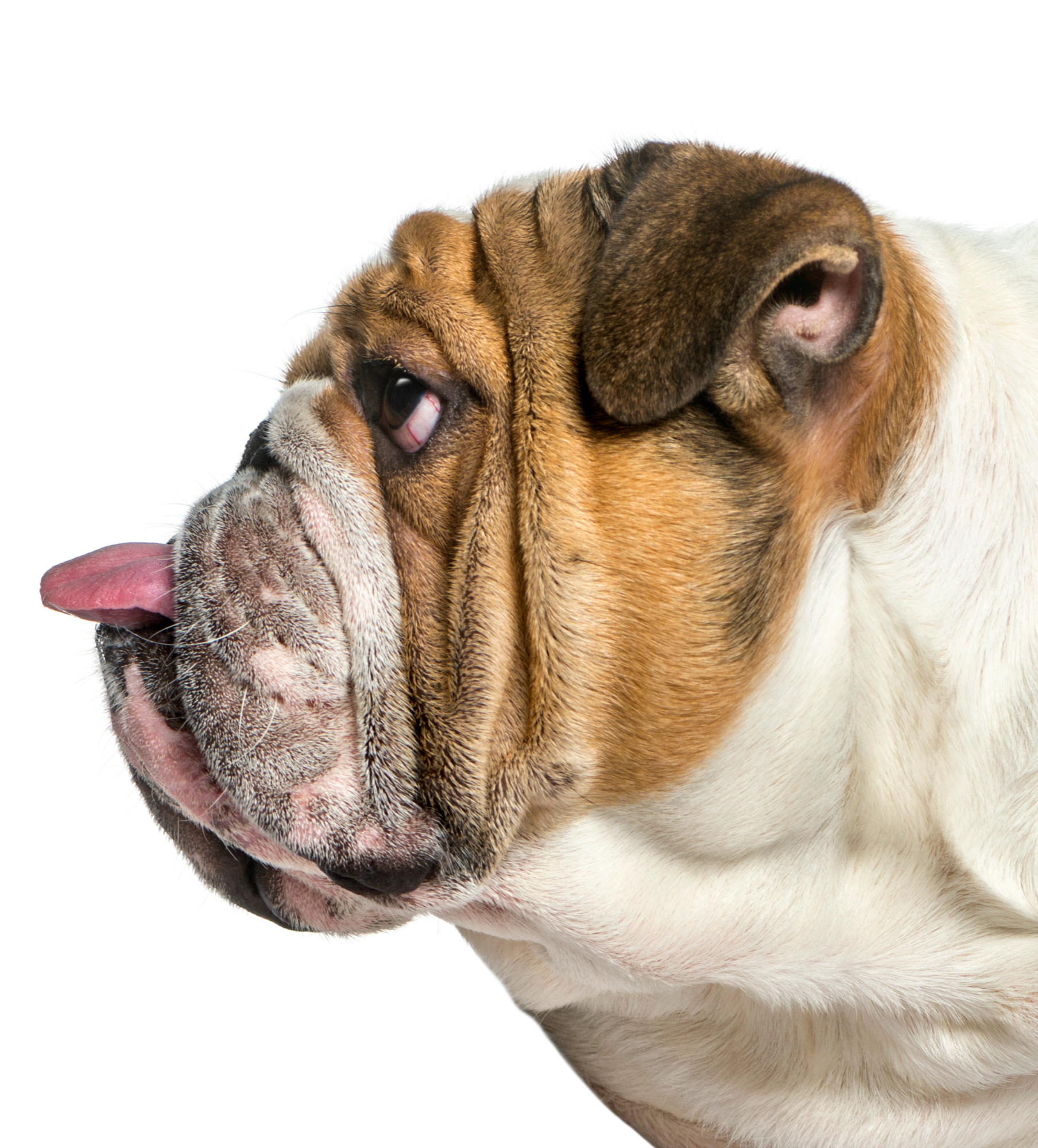 Profile of a english Bulldog, dog sticking the tongue out, isolated on white