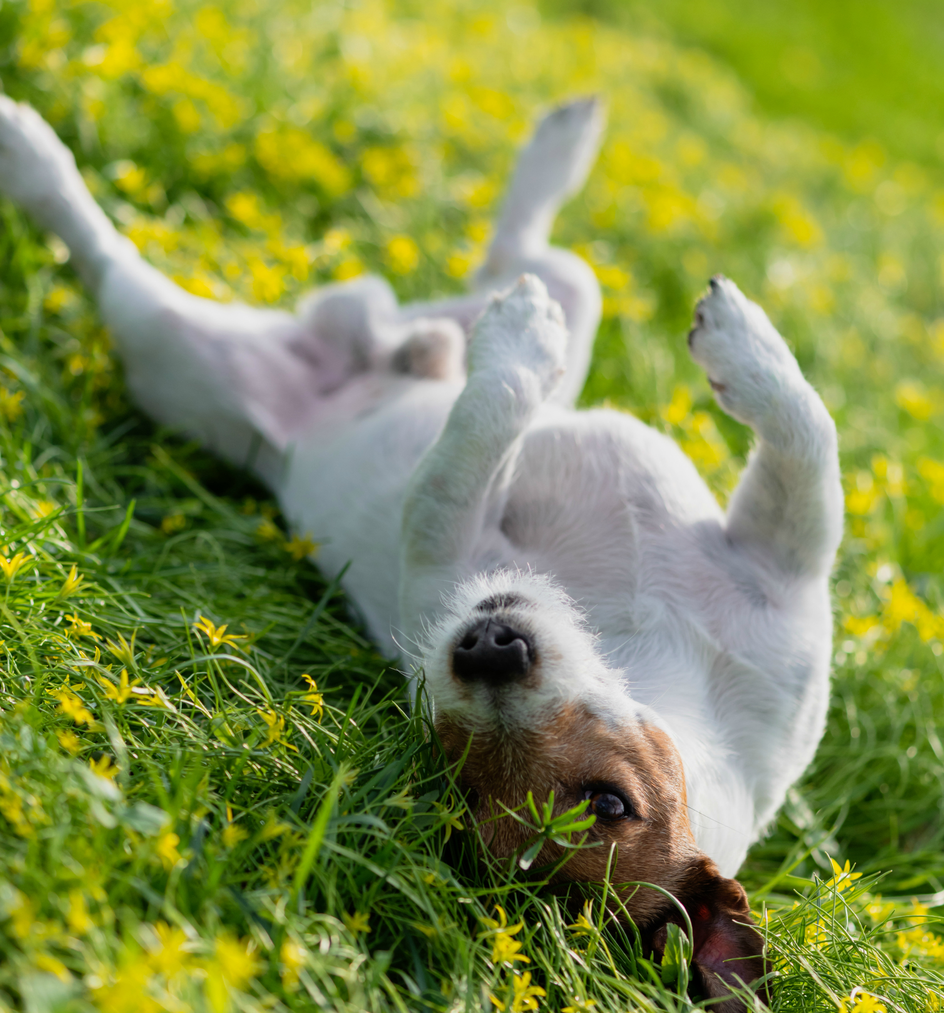 Jack Russell Terrier lying down on his back