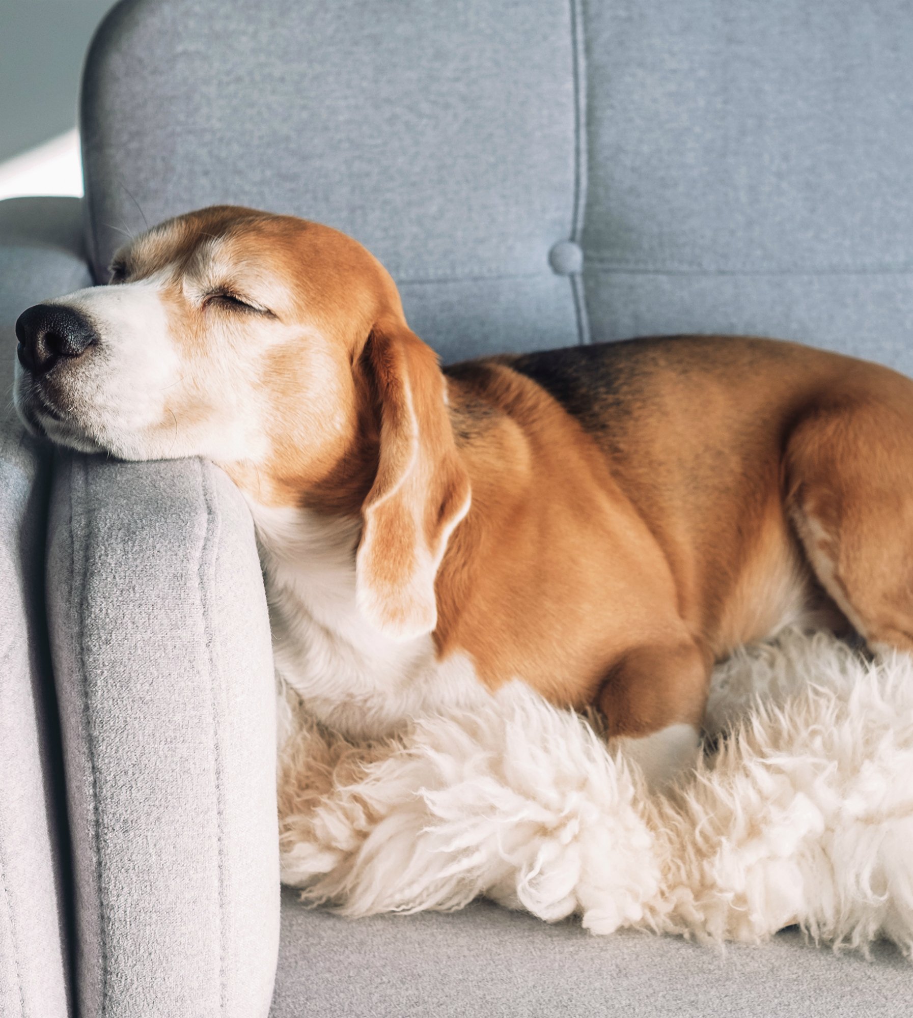 Beagle sleeps on cozy sofa