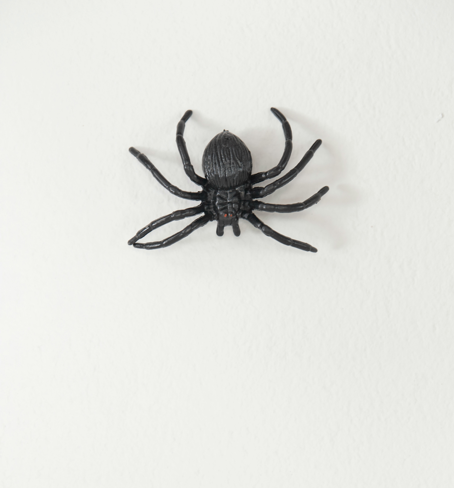 Big black toy spider isolated on a white background for halloween