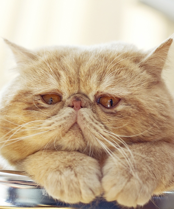 34398-4-changing-cat-ltiter.jpg