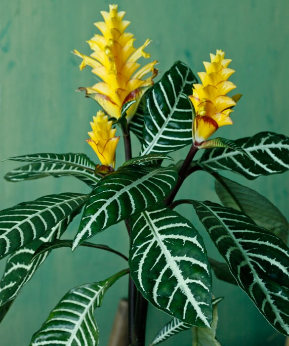 38807-plant3c.jpg